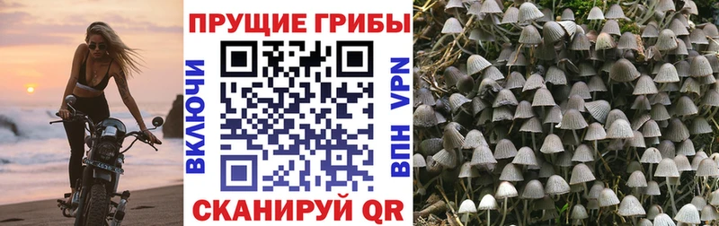 Галлюциногенные грибы Magic Shrooms Курск